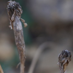 Takhtajaniantha crispa