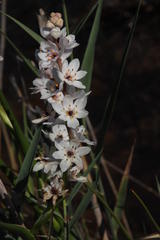 Wurmbea stricta