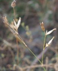 Dianthus lanceolatus