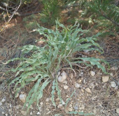 Takhtajaniantha crispa