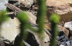 Pedioplanis burchelli