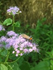 Cisseps fulvicollis