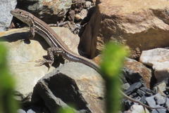 Pedioplanis burchelli