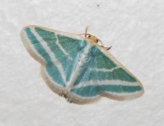 Mixocera frustratoria