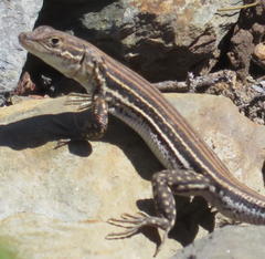 Pedioplanis burchelli