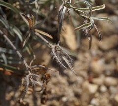 Convolvulus holosericeus