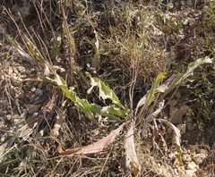 Takhtajaniantha crispa