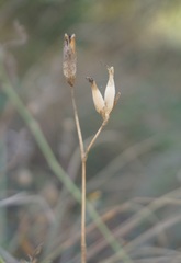 Dianthus lanceolatus