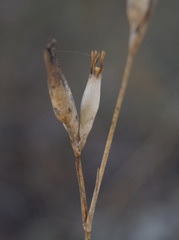 Dianthus lanceolatus