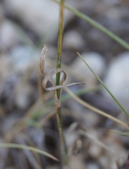 Dianthus lanceolatus