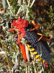 Phymateus morbillosus morbillosus