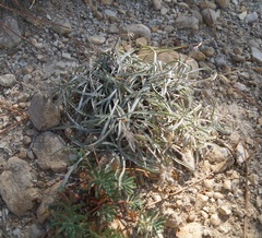 Convolvulus holosericeus