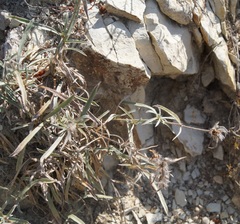 Convolvulus holosericeus