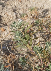 Euphorbia petrophila