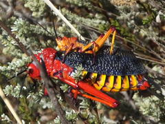 Phymateus morbillosus morbillosus