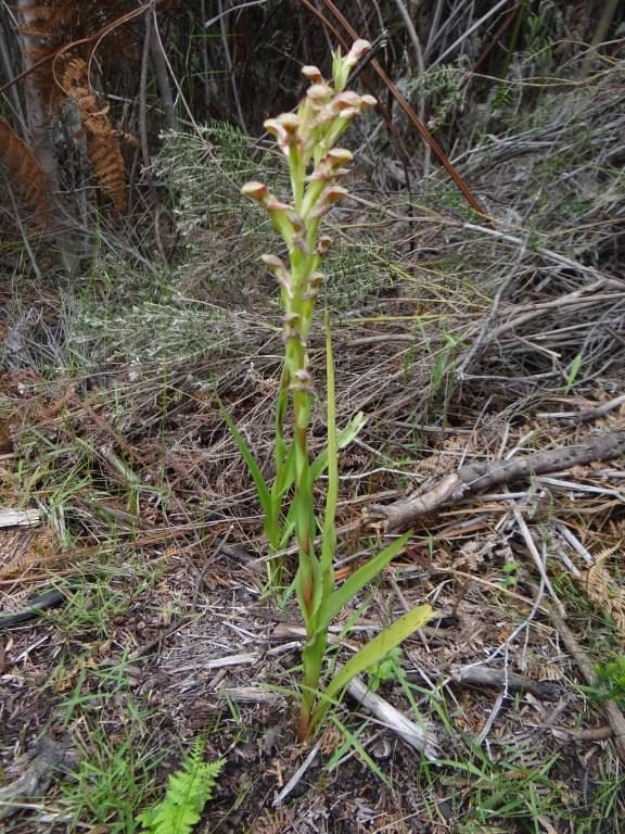 Disa cernua