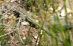 Pedioplanis burchelli