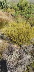Phylica cephalantha