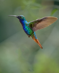 Campylopterus falcatus