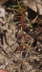 Cruciata pedemontana