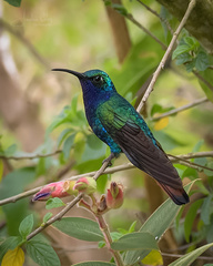 Campylopterus falcatus