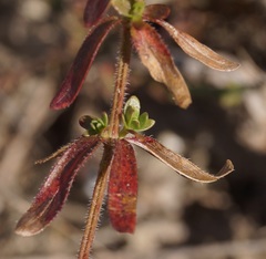 Cruciata pedemontana