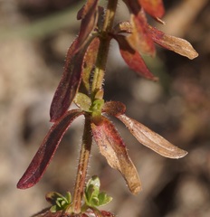 Cruciata pedemontana
