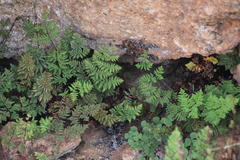 Cheilanthes multifida multifida