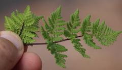 Cheilanthes multifida multifida