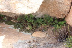 Cheilanthes multifida multifida