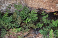 Cheilanthes multifida multifida