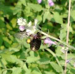 Bombus impatiens