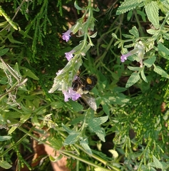 Bombus impatiens