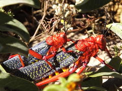 Phymateus morbillosus morbillosus