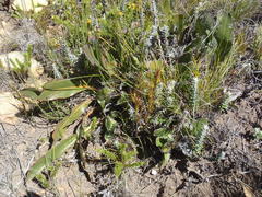 Protea scolopendriifolia