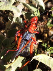 Phymateus morbillosus morbillosus