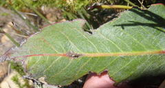 Protea scolopendriifolia