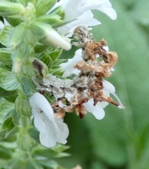 Synchlora aerata