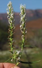 Hebenstretia parviflora
