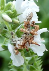 Synchlora aerata