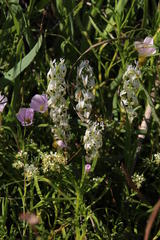 Hebenstretia parviflora