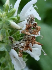 Synchlora aerata