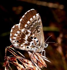 Lepidochrysops variabilis