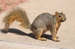 Sciurus niger