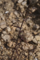 Cleistogenes serotina