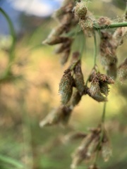 Scirpus atrocinctus