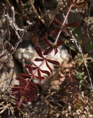 Cruciata pedemontana