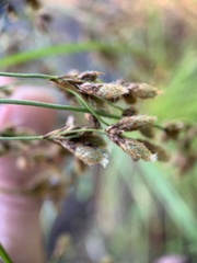 Scirpus atrocinctus