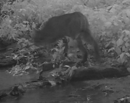Bobcat photographed in Ohio