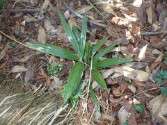 Trachycarpus fortunei
